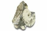 Jurassic Ammonite (Kosmoceras) Fossil - Gloucestershire, England #279555-1